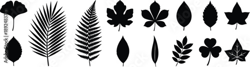 Leaf Silhouettes: A curated collection of diverse leaf silhouettes, showcasing a variety of shapes and textures found in the natural world.