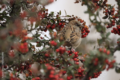 Fotografie House sparrow perched on a hawthorn branch with red berries.