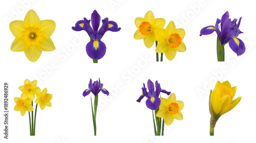 Spring floral set including yellow daffodils and purple irises in various stages of bloom isolated. Botanical collection for garden and easter designs.