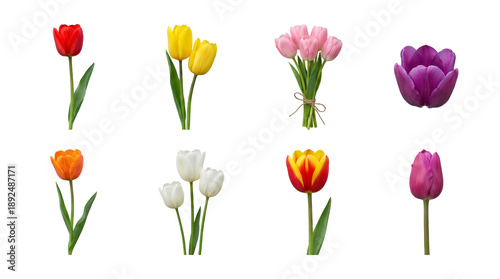 Wallpaper Mural Tulip flower set including red, yellow, pink, orange, white, and purple blooms in single stems and bouquets isolated. Spring garden decoration and botanical collection. Torontodigital.ca