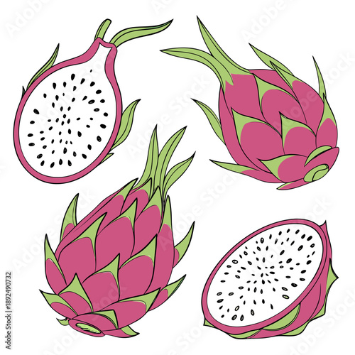 vector illustration of lotus