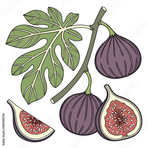 vector set of fresh figs