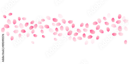 Sakura cherry petals, pink apricot flowers falling wavy border. Vector background