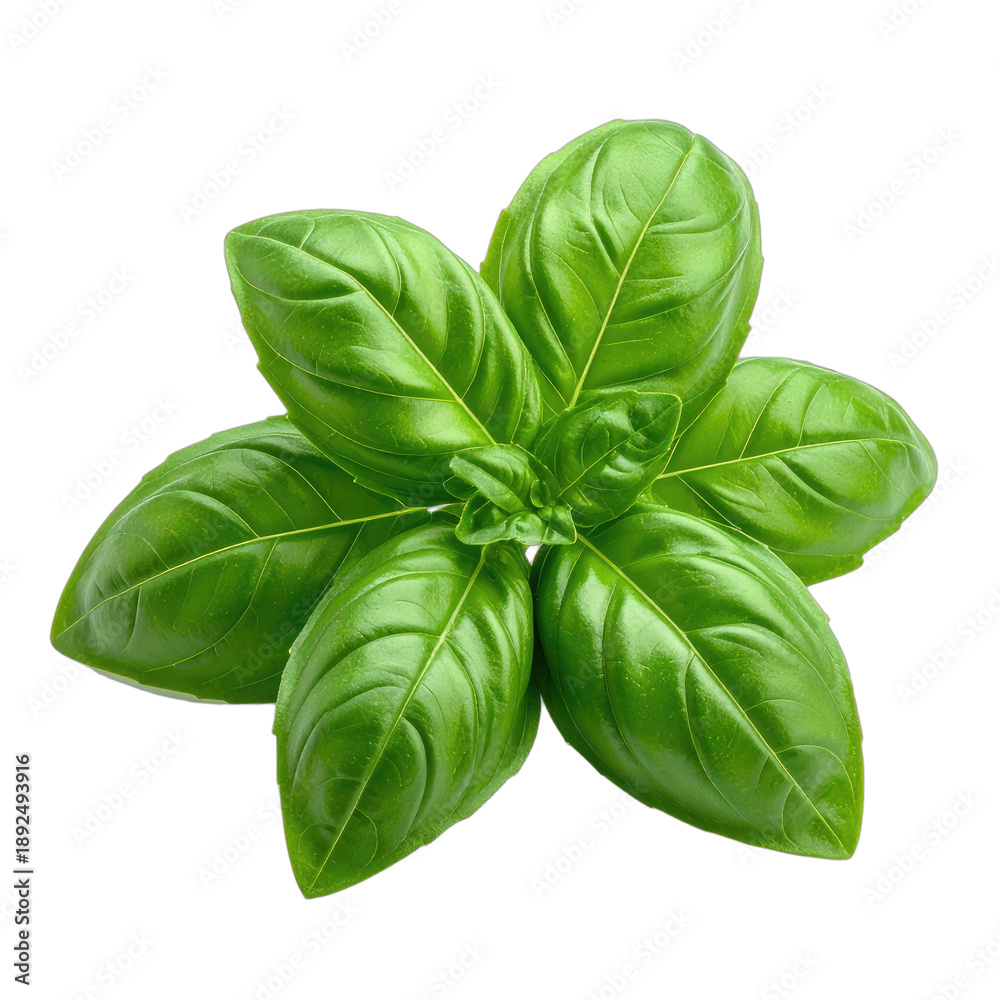 Fototapeta premium Close-up of a fresh, vibrant sprig of green leaves on a transparent background