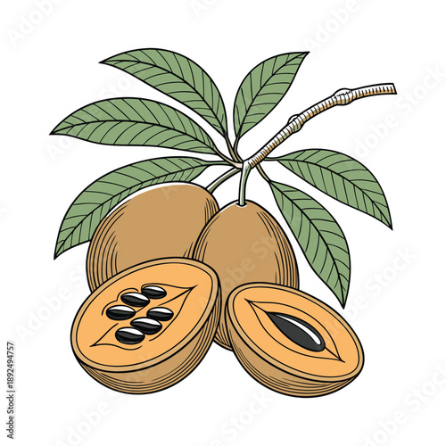 Fresh sapodilla fruits with green leaves, some cut to show the seeds.
