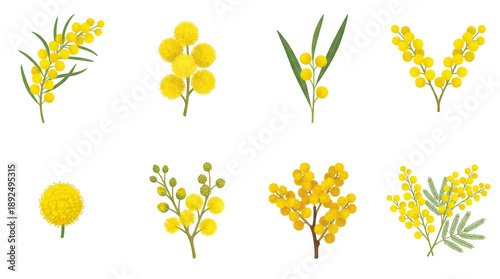 Mimosa flower set including yellow acacia blossom branches, buds, and green leaves isolated. Floral botanical spring collection.