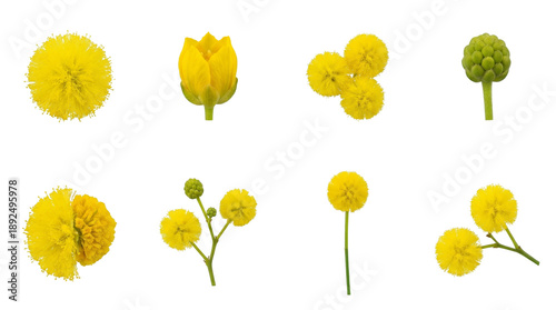 Yellow wattle blossom set including fluffy pompom flowers, buds, and blooming sprigs isolated. Golden mimosa floral elements for botanical design and spring decoration.
