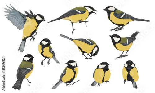 Great tit Parus major set. Realistic vector bird animal