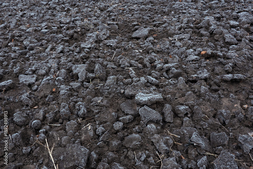 Fotografi Iced clods of humic soil in a fallow field in winter