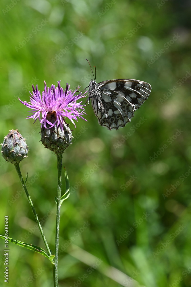 Obraz premium Schachbrettfalter