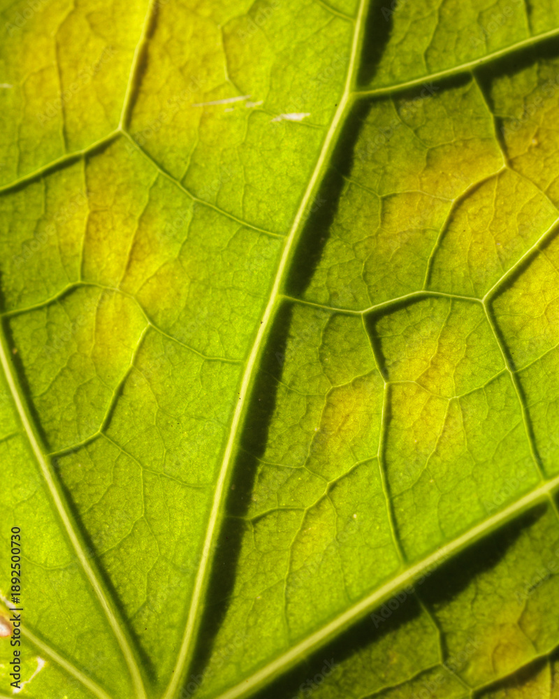 Fototapeta premium A leaf with a green stem and veins
