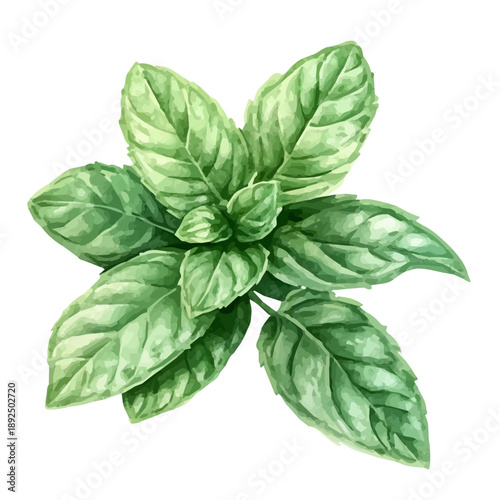 Mint, soft hand-painted watercolor illustration, isolated on a white background.