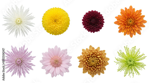 Colorful chrysanthemum flower head set including spider, pompom, and daisy varieties in white, yellow, red, orange, pink, and green isolated. Botanical floral collection.