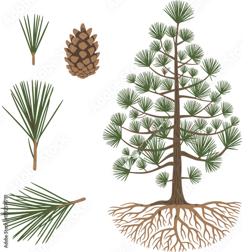 Detailed pine tree botanical illustration with needles cone roots, evergreen conifer anatomy elements, forest plant diagram isolated on white background