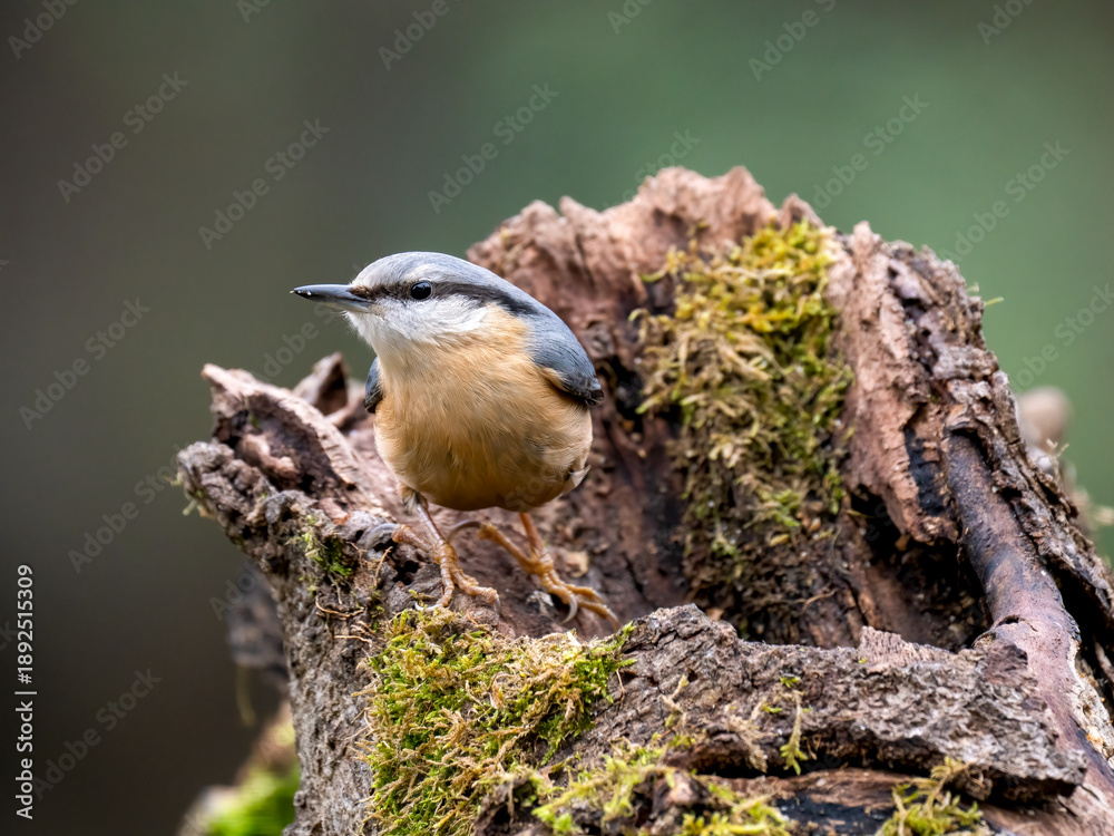 Obraz premium Kleiber (Sitta europaea) 