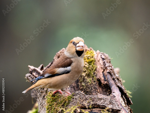 Slika na platnu Kernbeißer, Hawfinch, Coccothraustes coccothraustes
