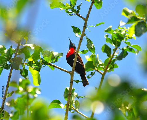 Red chested sunbird in Mozambique 
