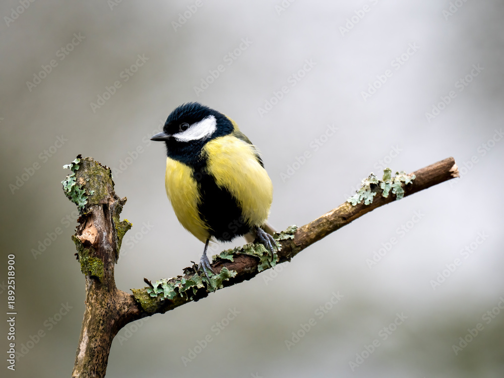Fototapeta premium Kohlmeise, Parus major