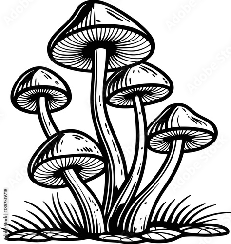 Cluster of wild mushrooms growing in grass with detailed gills and textured caps illustration
