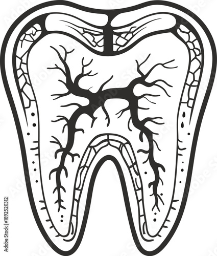 Tooth cross section illustration showing enamel, dentin, pulp with nerves and blood vessels anatomy