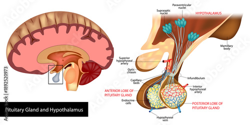 Quadro em tela Detailed medical vector illustration of the human pituitary gland and hypothalamus showing anatomical structure, neural connections, blood vessels, and anterior and posterior pituitary lobes