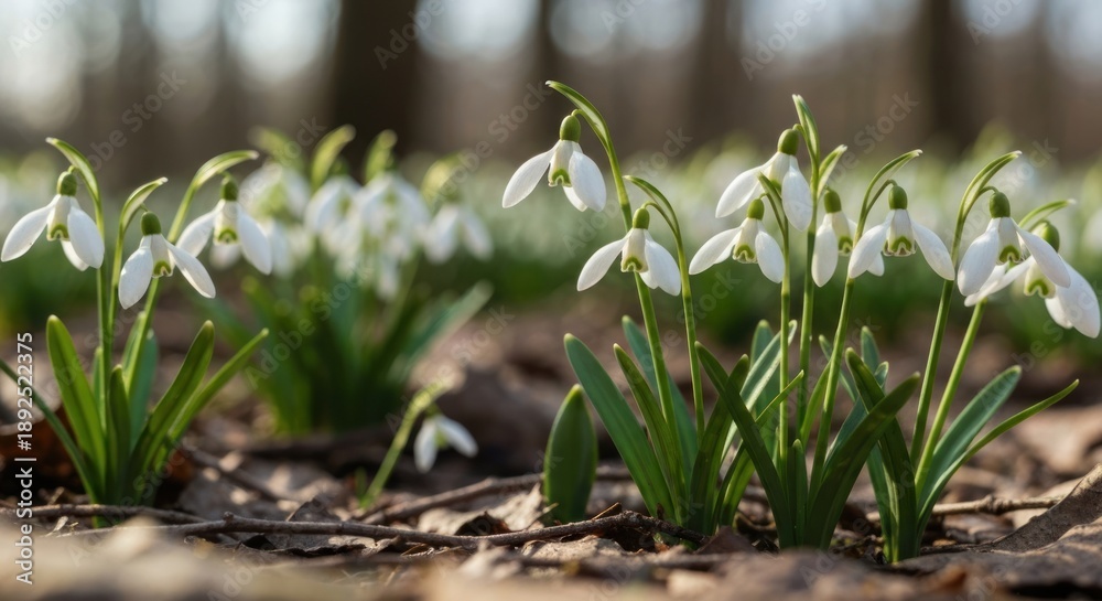 Obraz premium Delicate white flowers bloom amidst dried leaves in a sunlit forest