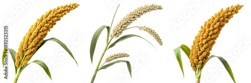  Set of millet plant stalk cereal isolated on a transparent background