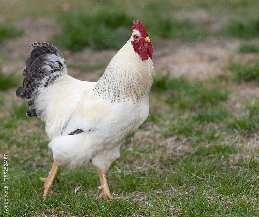 Fototapeta premium White Delaware chicken rooster walking across a green pasture