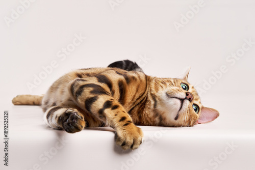 Foto The Bengal cat lies down, twisted to glance behind