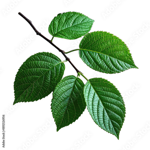 Close-up of a sprig with bright green leaves and a dark brown stem, isolated on black