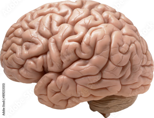 human brain isolated on transparent background