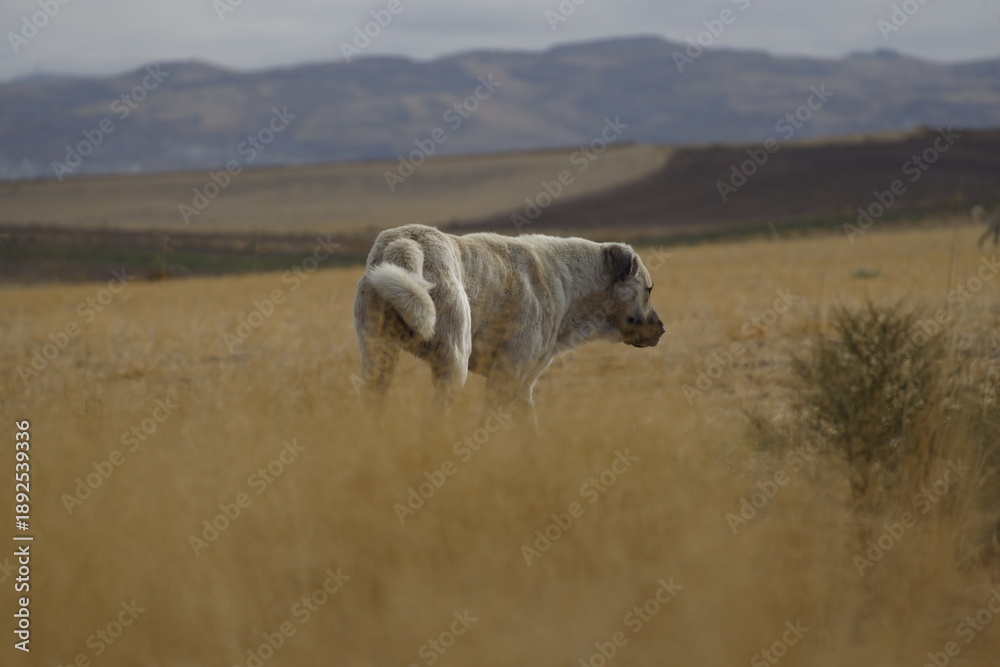 Fototapeta premium Majestic shepherd dog standing on watch in the rural landscape.
