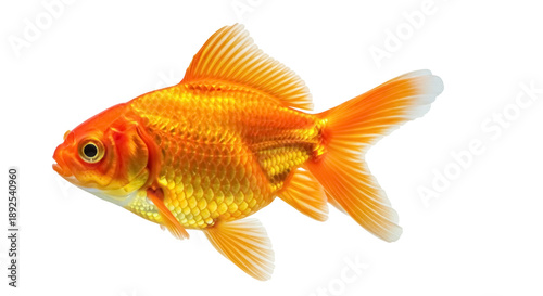 Fotografie Orange goldfish isolated PNG on transparent background, vibrant pet with flowing