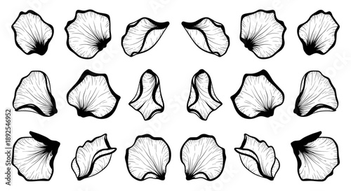 A set of black and white flower petals in a minimalist line art style on transparent background