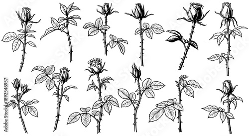 A minimalist black and white illustration of rose stems with leaves and buds on transparent background