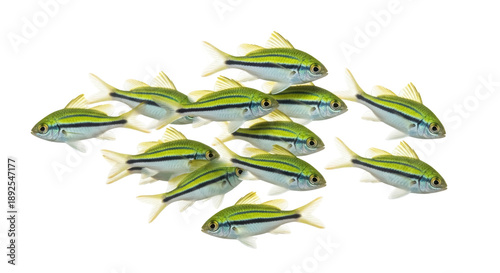 Foto School of yellowtail pygmy angelfish isolated PNG on transparent background, col