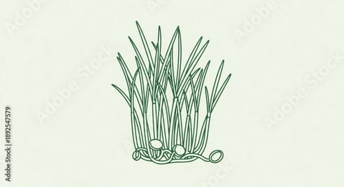 Green onions growing in a bunch with curled roots on a light background fresh herbs for cooking and garnish