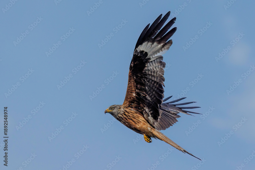 Fototapeta premium Rotmilan (Milvus milvus)