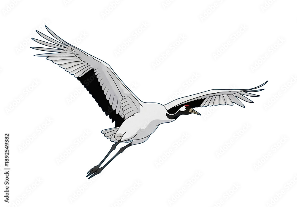 Obraz premium Crane Bird Illustration Isolated on White Background. Oriental Japanese Korean Symbol of Luck and Longevity