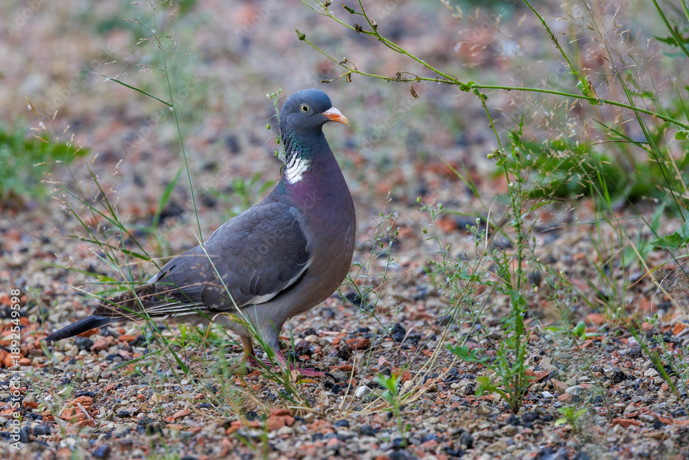 Obraz premium Ringeltaube (Columba palumbus)