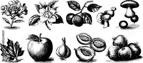 Botanical illustration of food ingredients - vintage engraving style for design or label art