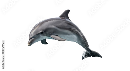 Fotografi Bottlenose dolphin PNG isolated on transparent background, marine mammal with sl
