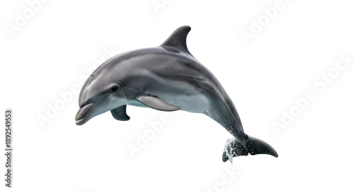 Fototapeta Bottlenose dolphin PNG isolated on transparent background, marine mammal with sleek gray skin and playful behavior, aquatic animal