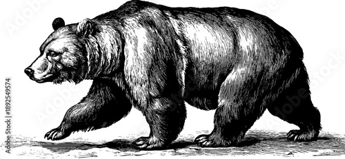 Vintage botanical engraving of forest animal in walking pose from 19th century