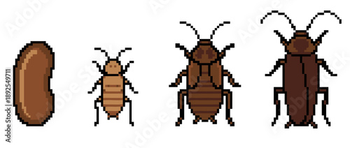 Illustration of the life cycle of a cockroach, showing egg, nymph, and adult stages.