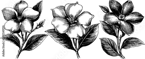 Vintage botanical study of forest flowers bouquet for art design