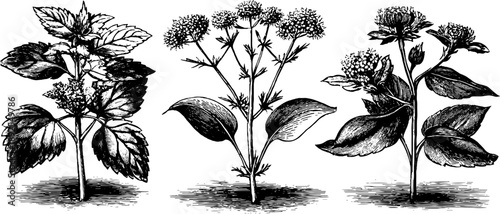 Vintage botanical engraving of forest herb bouquet for design and decoration