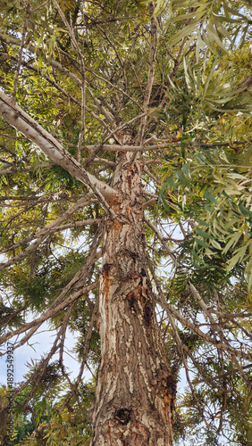 The trunk and branches of an Australian silky-oak (Grevillea robusta) tree in the Mediterranean in winter.