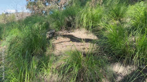 Serpente
