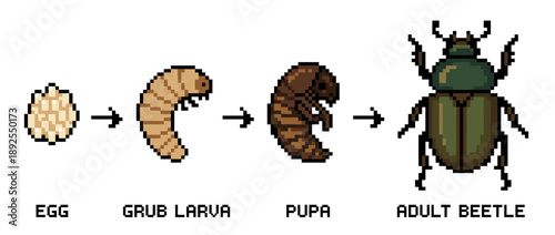 Illustration showing the life cycle of a beetle, from egg to grub larva, pupa, and finally an adult beetle.
